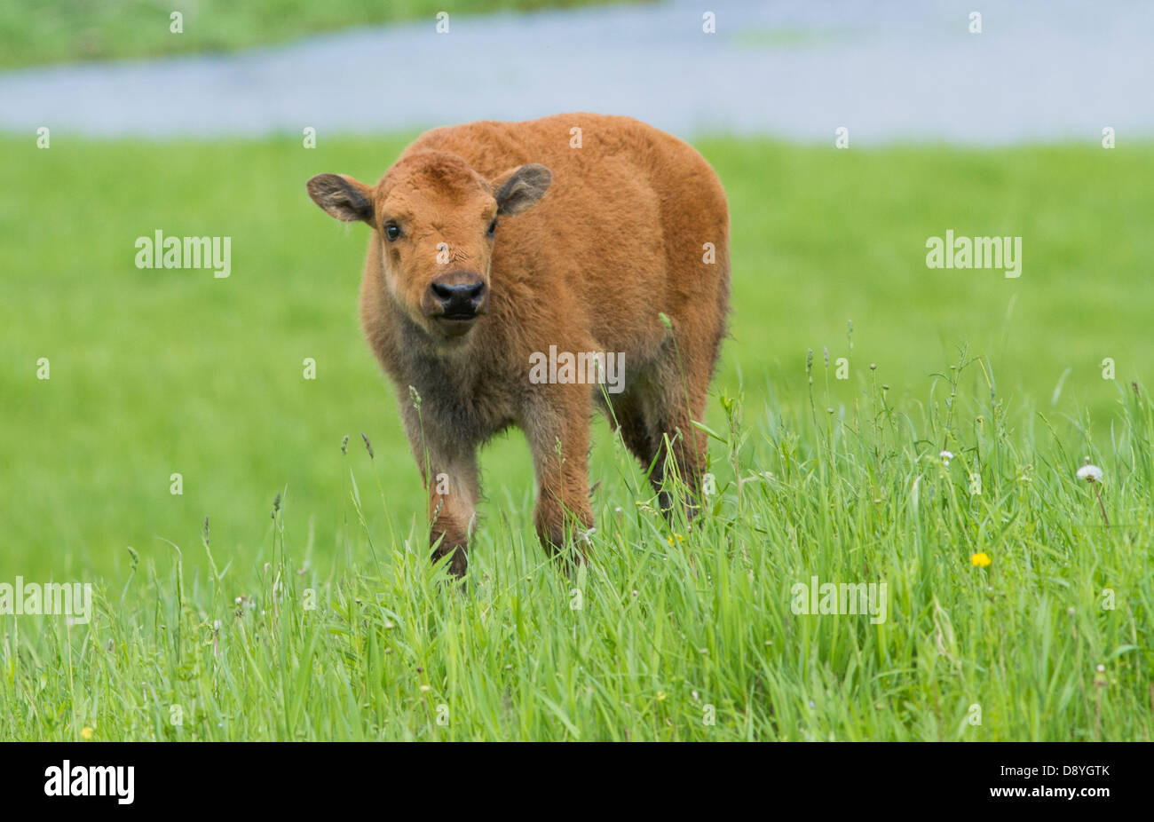 Bebe Bison Des Prairies Dans Le Nouveau Ne Photo Stock Alamy