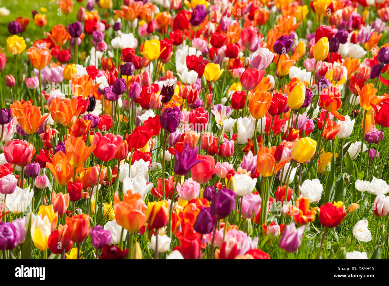Tulipes. Mélange de différentes couleurs multicolores Dutch tulipes dans un jardin près de la frontière Amsterdam Hollande Pays-Bas Banque D'Images