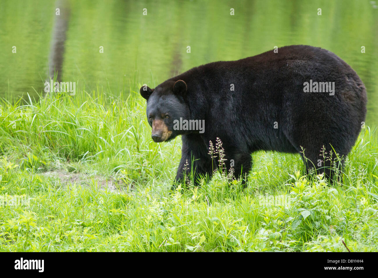 Ours Noir Banque De Photographies Et D images Haute R solution Alamy Ours Noir Banque De Photographies Et D images Haute R solution Alamy