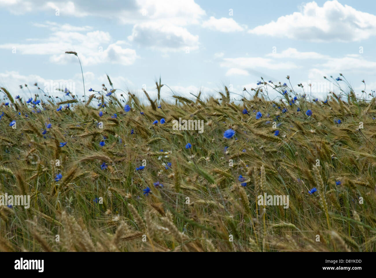 Le Lin Champ Champ de lin Banque de photographies et d’images à haute résolution - Alamy