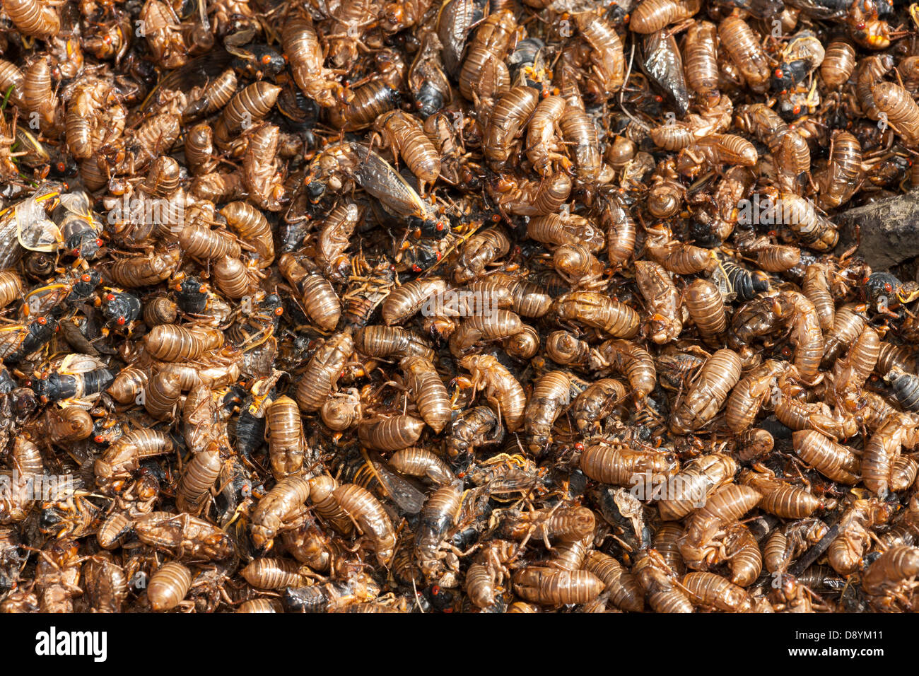 Peaux de muer (exuvies) et 17 ans, morts pour la plupart cigales dix (Pristimantis septendecim) couvrir le sol sous un chêne. Banque D'Images