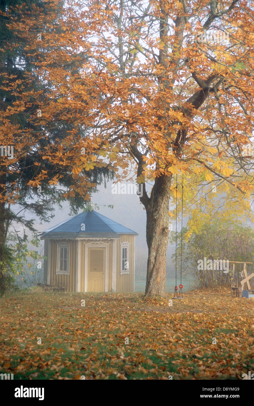 Arbre à feuilles caduques dans autumn park Banque D'Images