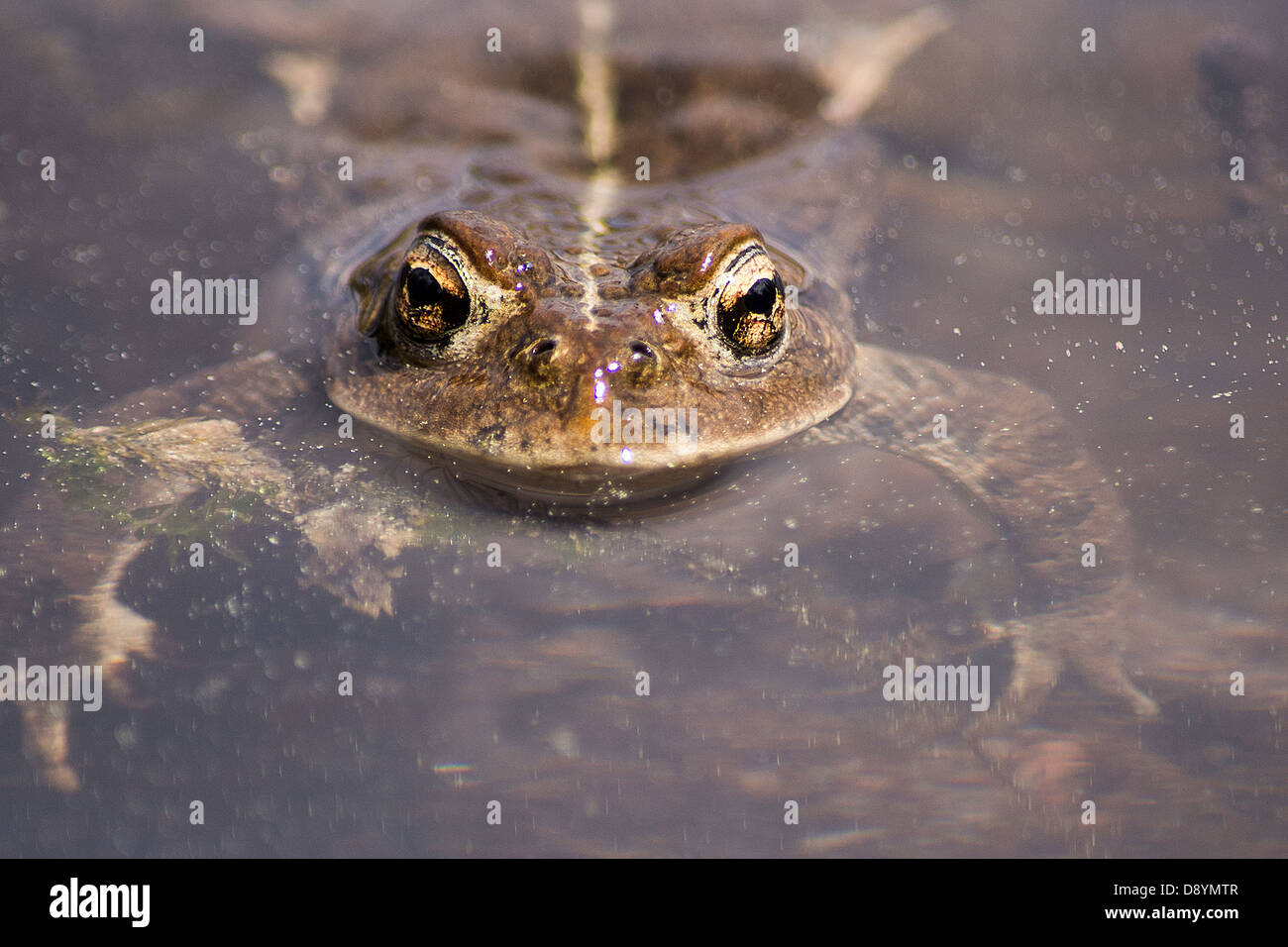 Grenouille, crapaud, reproduction, albino, log, lac, reptile, Banff, Alberta, Canada, étang, l'accouplement Banque D'Images