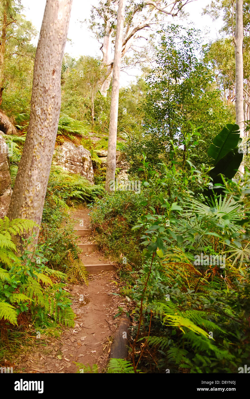 L'arrière-pays de Palm Beach de banlieue de Sydney gum tree forest Banque D'Images