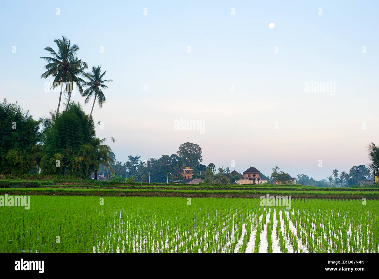 Champ de riz et le village traditionnel au crépuscule sur l'île de Bali, Indonésie Banque D'Images