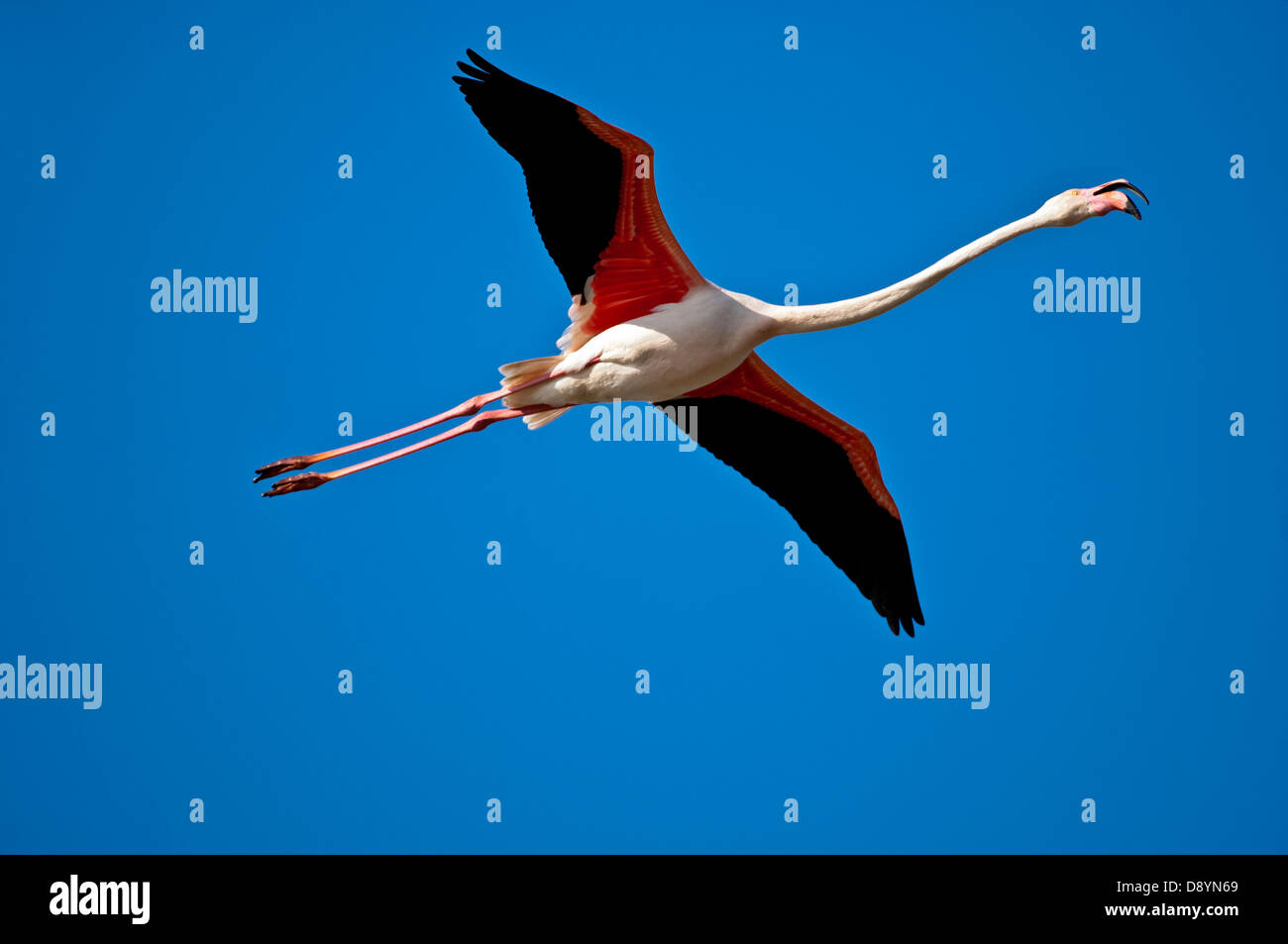 Flamant rose (Phoenicopterus roseus) en vol, Camargue, France Banque D'Images