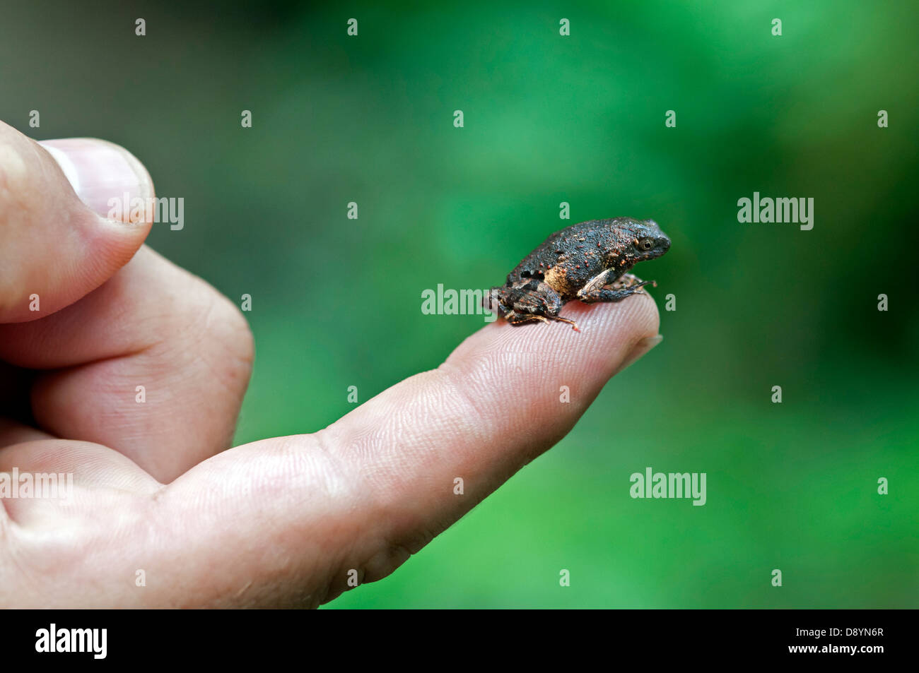 Engystomops freibergi grenouille par rapport à la taille d'un ongle, Leiuperidae, la Réserve de Tambopata, Madre de Dios, Pérou Banque D'Images