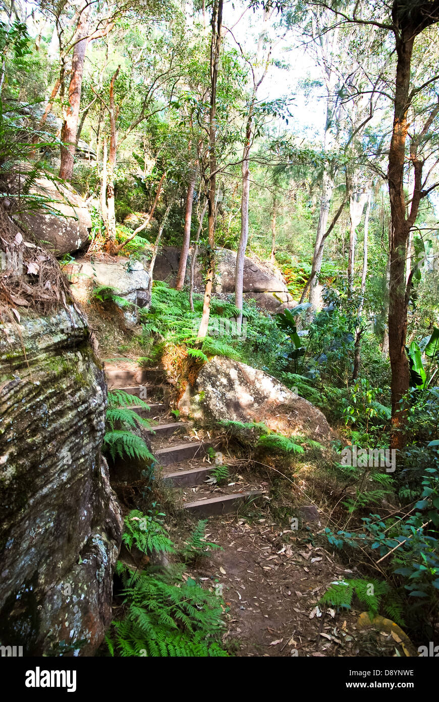 Palm Beach Sydney suburban gum tree forest Banque D'Images