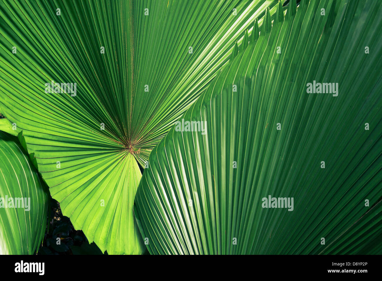 Plantes vertes géantes dans les forêts tropicales Banque D'Images Plantes vertes géantes dans les forêts tropicales Banque D'Images