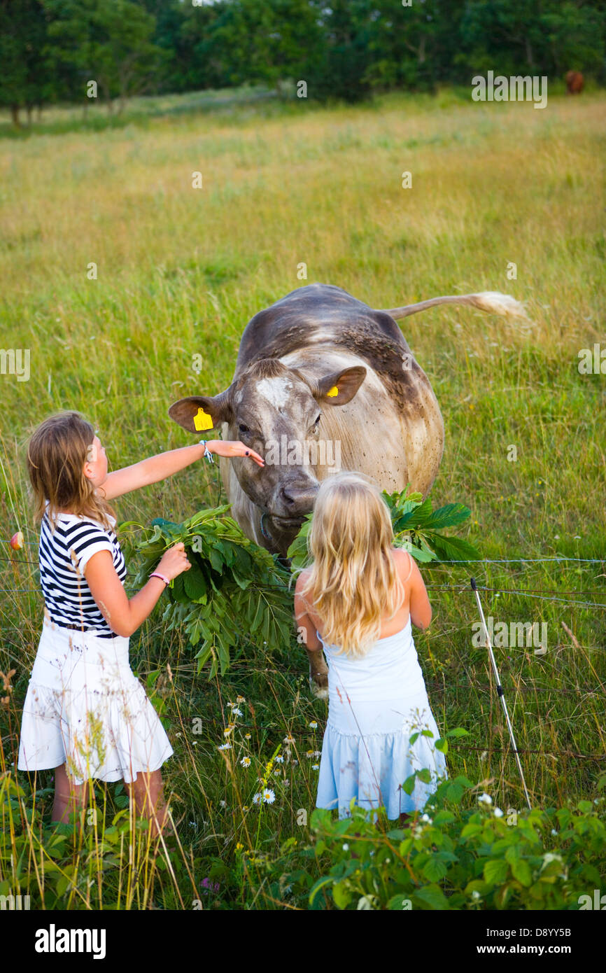Deux filles de flatter une vache dans un pâturage. Banque D'Images