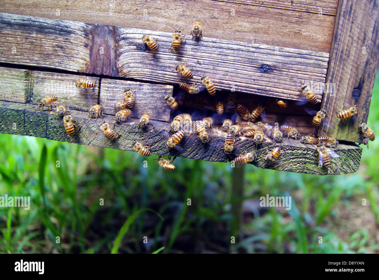 Le rucher, à Shenzhen, Chine. Les abeilles fabriquent le miel, le plus beau cadeau d'être humain. Banque D'Images