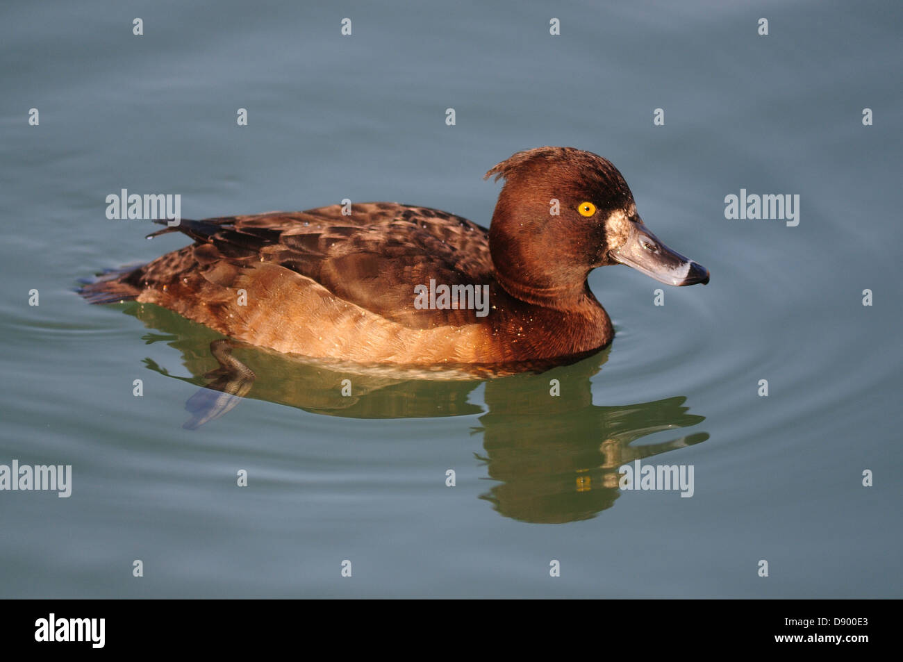Une femelle fuligule morillon natation Banque D'Images