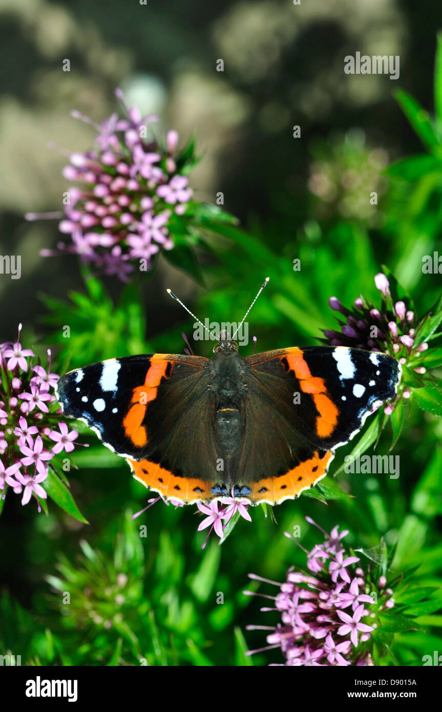 L'amiral rouge un papillon sur une fleur de jardin Banque D'Images