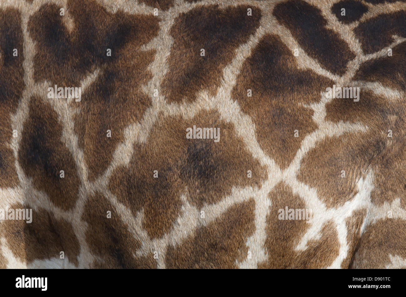 Manteau distinctif modes sur une girafe de la fourrure. Banque D'Images