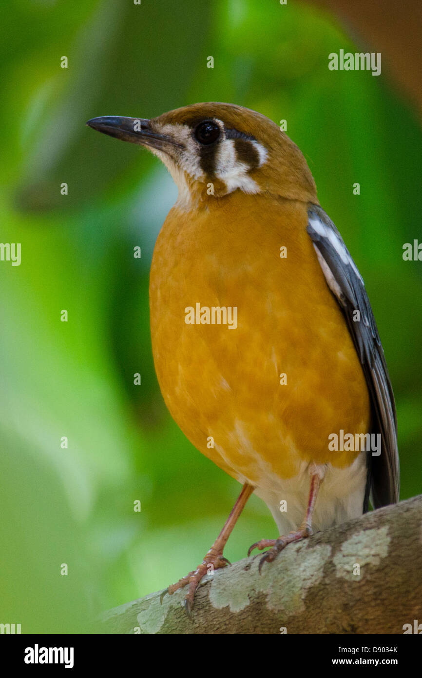 Un terrain à tête Orange Bicknell se percher sur une branche. Banque D'Images