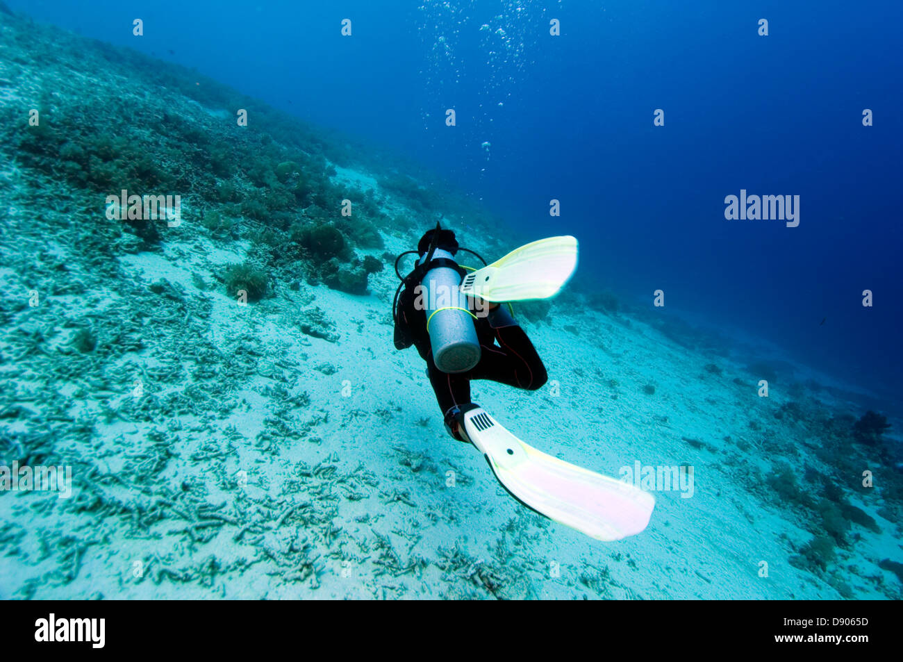 Un plongeur sous l'eau. Banque D'Images