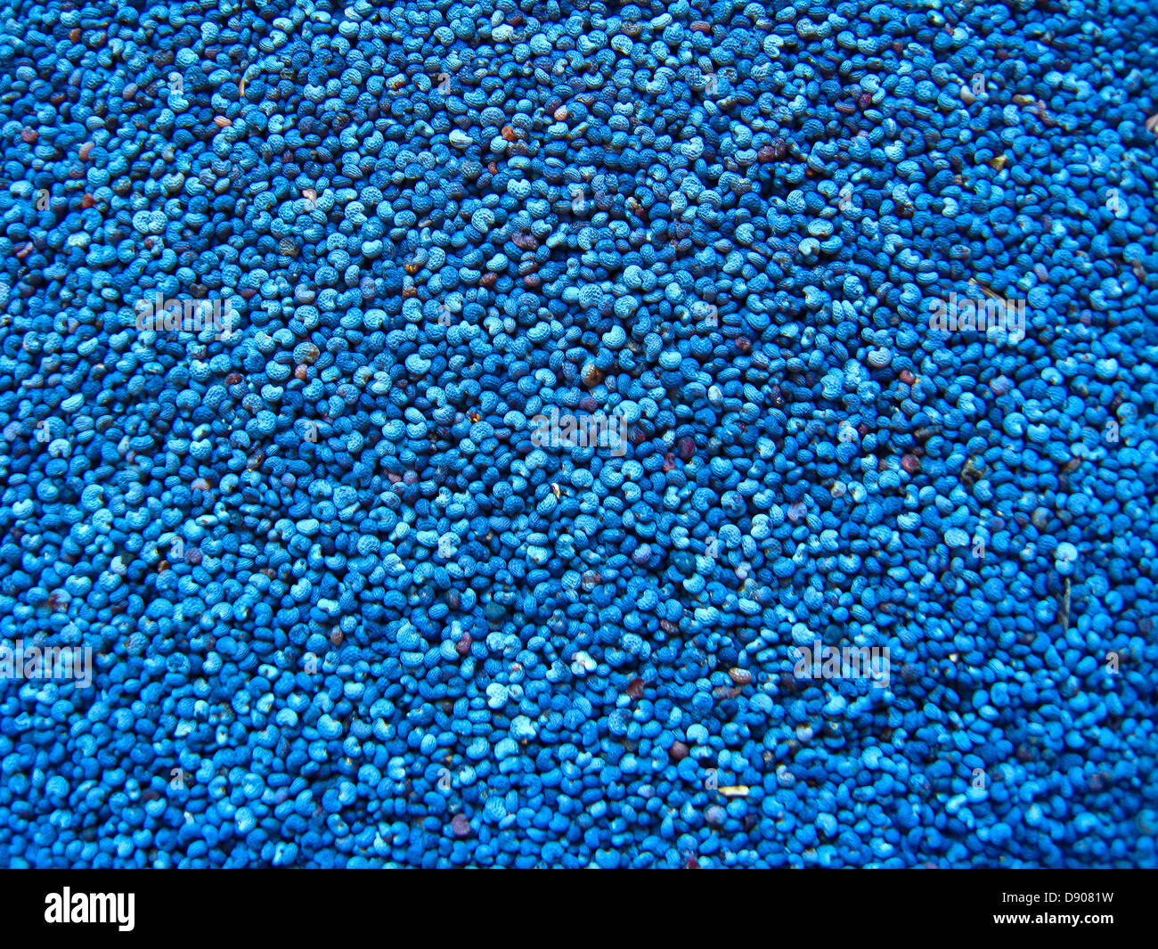 Fond bleu foncé à partir de grains d'un coquelicot Banque D'Images