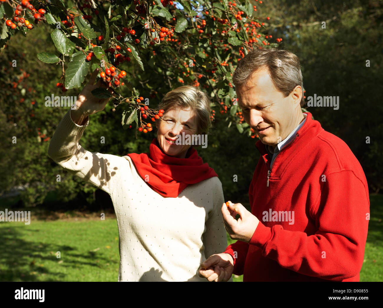 Un couple d'âge moyen de manger les cerises. Banque D'Images