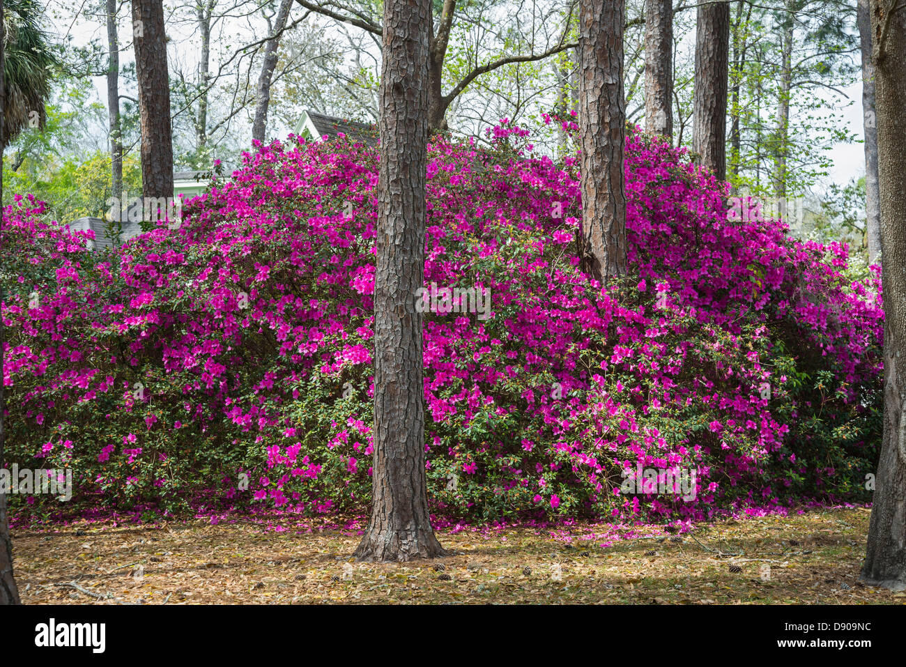 Les azalées en fleurs au printemps dans le Nord de la Floride. Banque D'Images