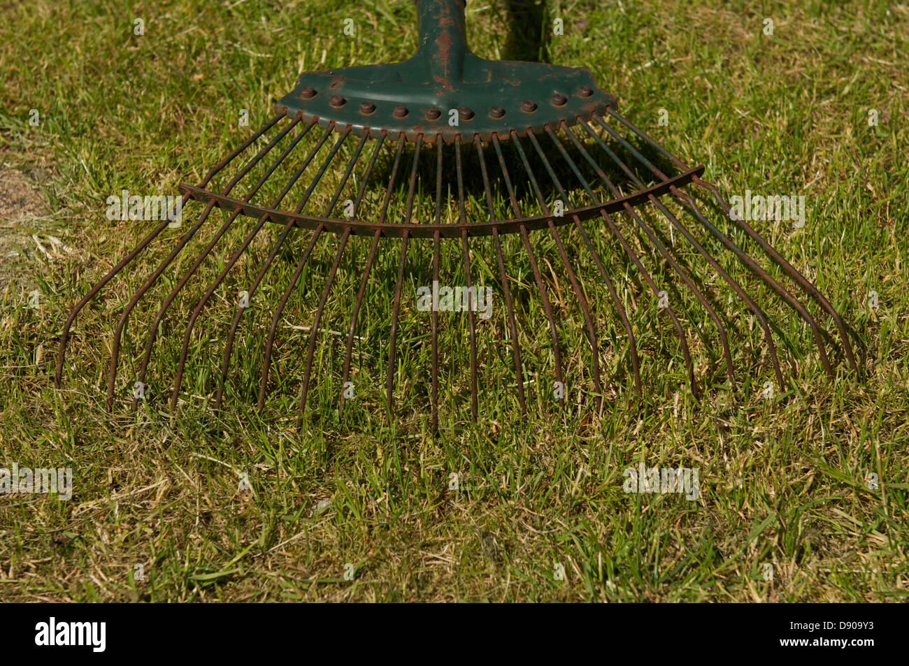 Râteau de jardin avec l'herbe à gazon sur Banque D'Images