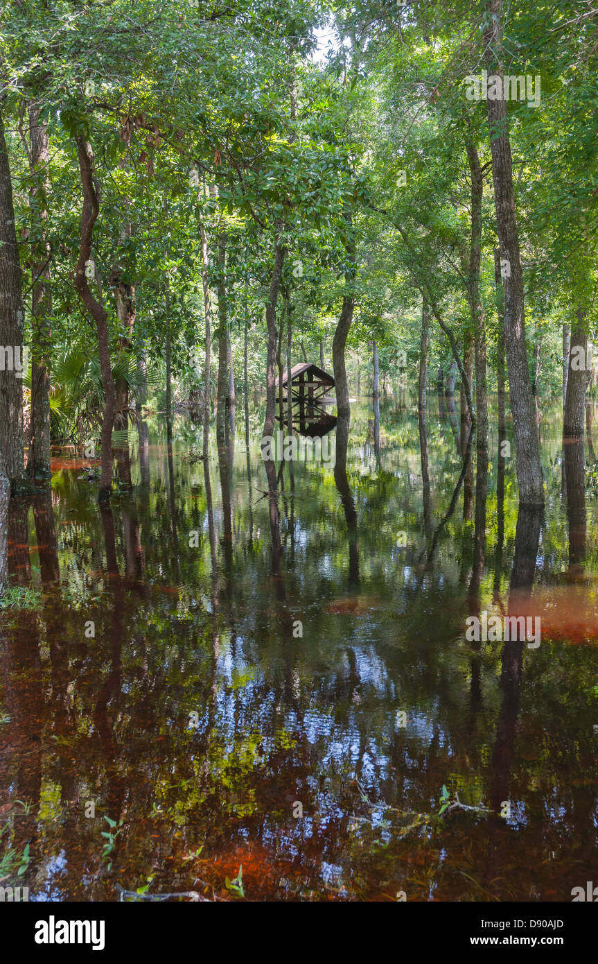 Inondations à Oleno State Park après la tempête tropicale Debby a frappé le centre de la Floride du Nord 6-12. Banque D'Images