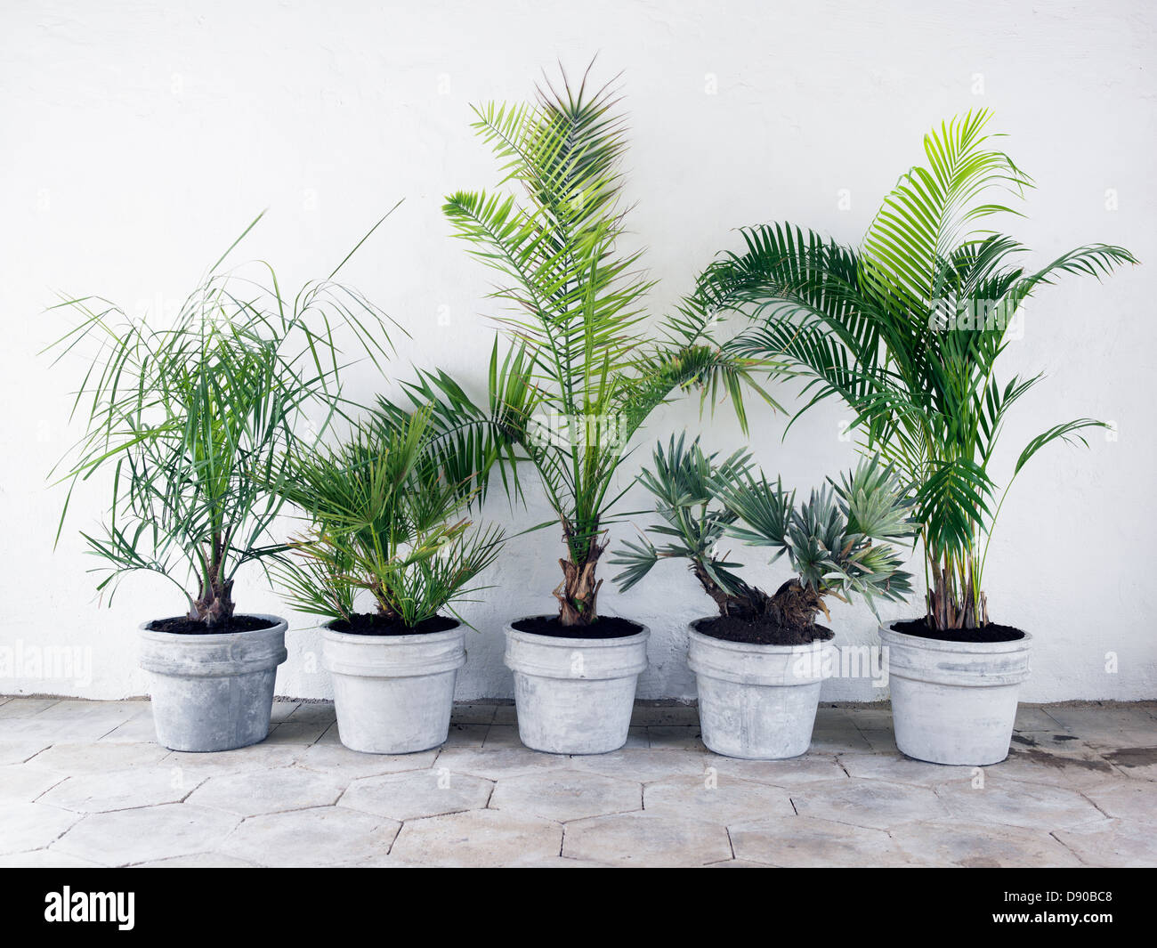 Des palmiers en pot contre un mur, en Suède. Banque D'Images