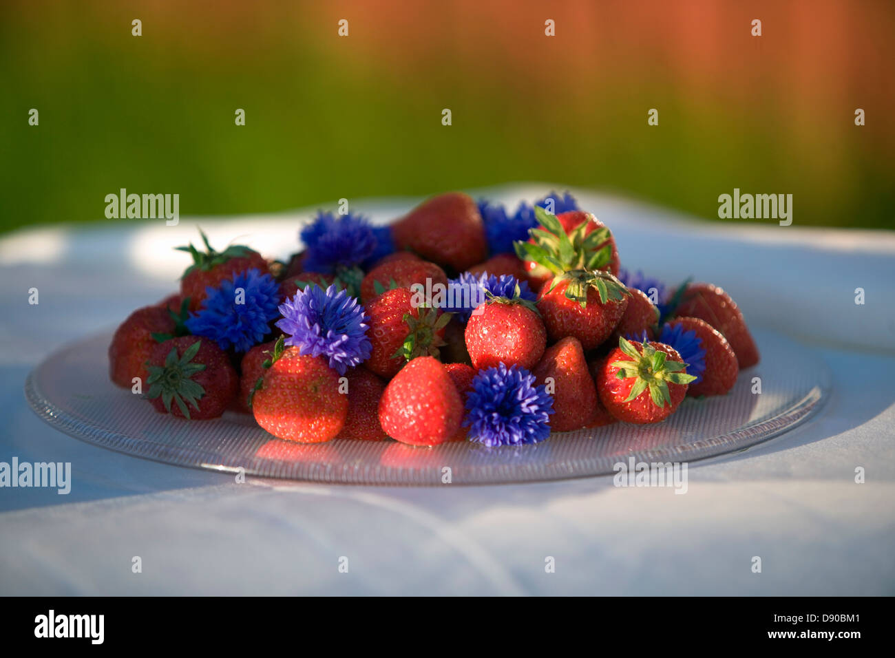 Fraises, Fejan, archipel de Stockholm, Suède. Banque D'Images