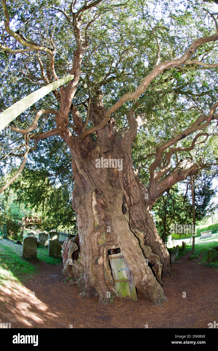 4 000 ans de Yew Tree Cimetière St Georges Crowhurst UK Surrey Banque D'Images