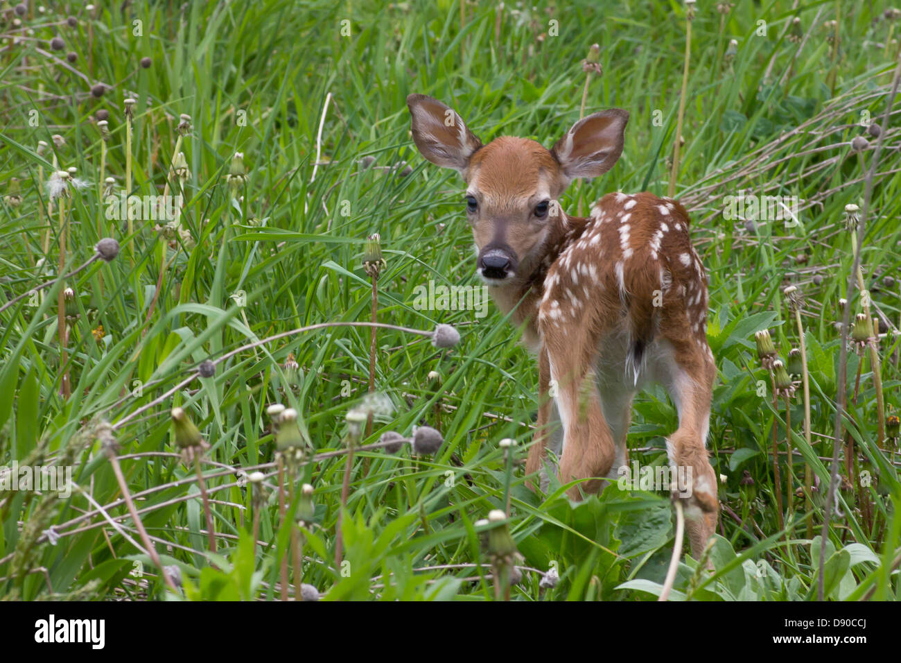 Récemment un cerf faon est né dans un pré. Banque D'Images