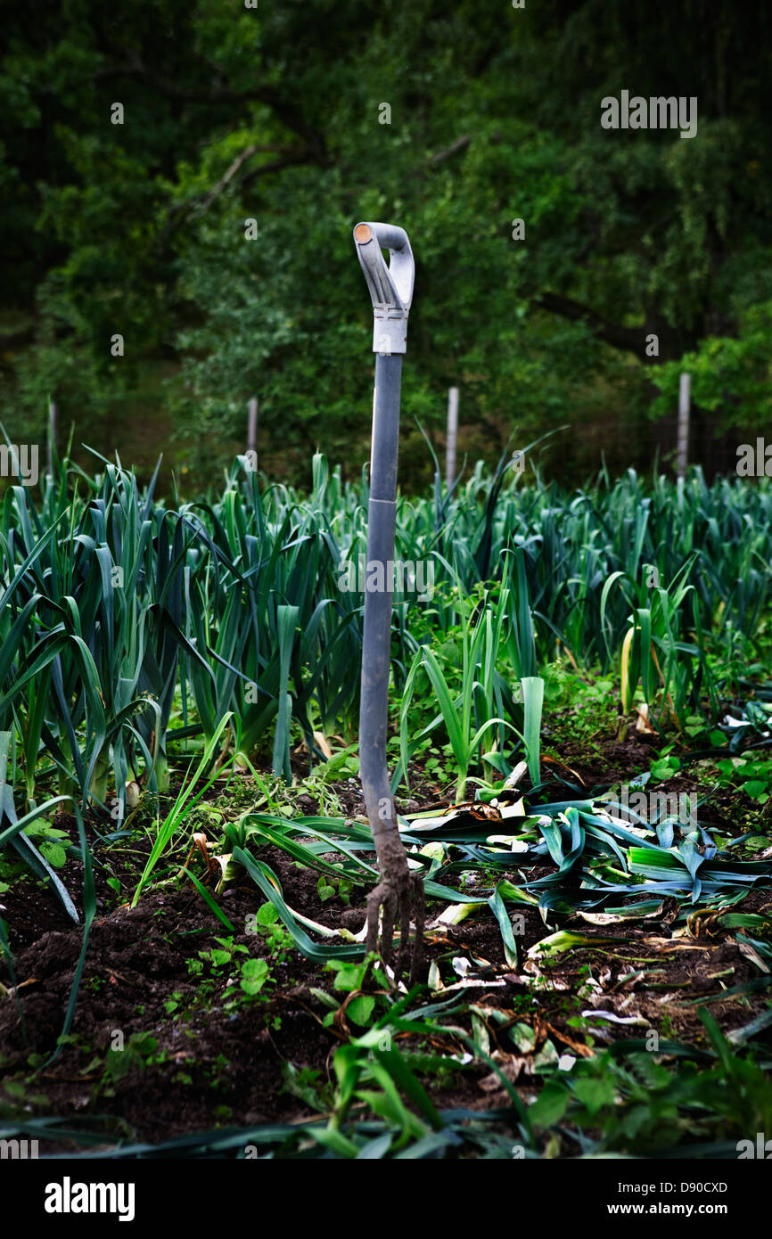 Jardin de culture de poireau, la Suède. Banque D'Images