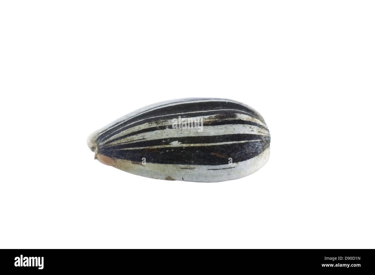 L'une des graines de tournesol isolé sur fond blanc Banque D'Images