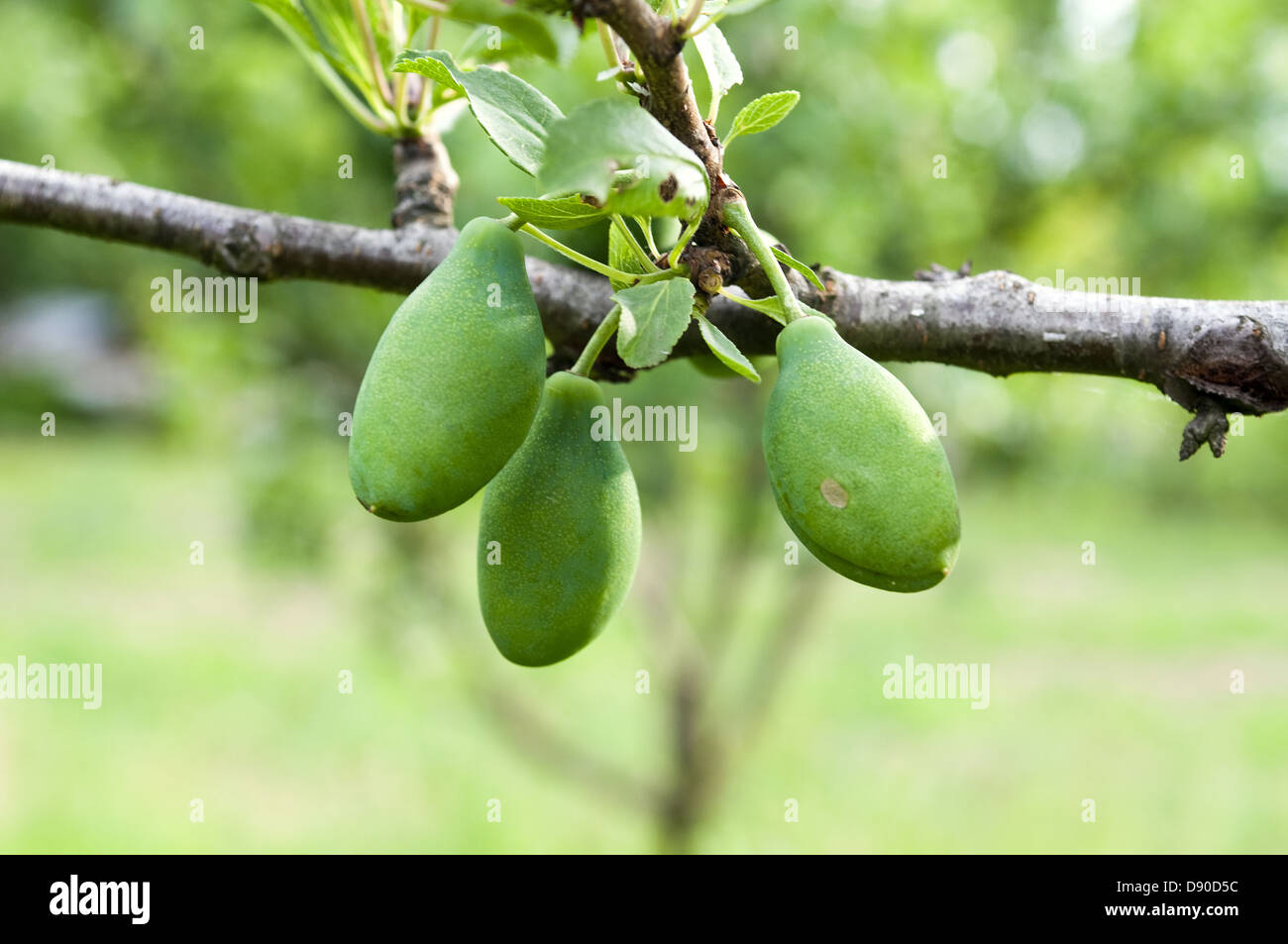 Trois prunes vertes immatures, photographiés dans un arbre fruitier Banque D'Images