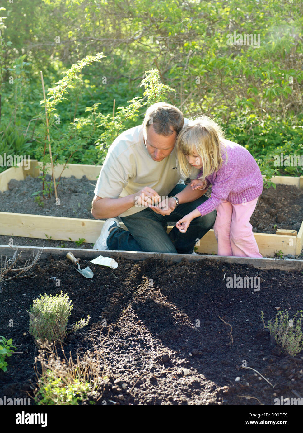 Père et fille de planter des graines dans le jardin, en Suède. Banque D'Images