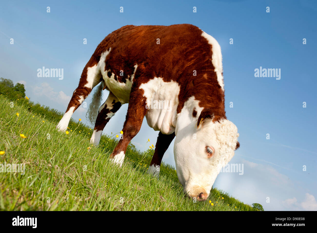 Une vache Hereford pedigree femelle le pâturage dans le domaine vue oblique de renoncule Banque D'Images