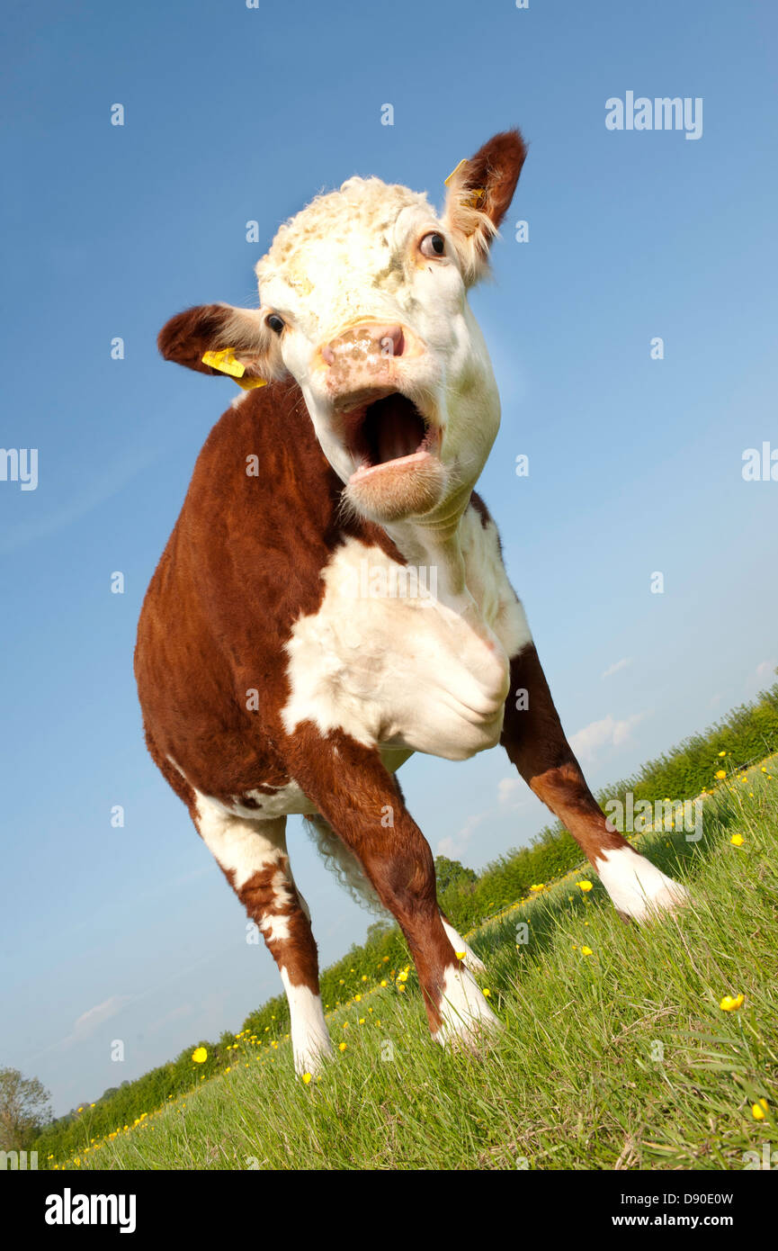 Une vache Hereford pedigree femelle paissant dans un angle de champ buttercup afficher avec bouche ouverte Banque D'Images