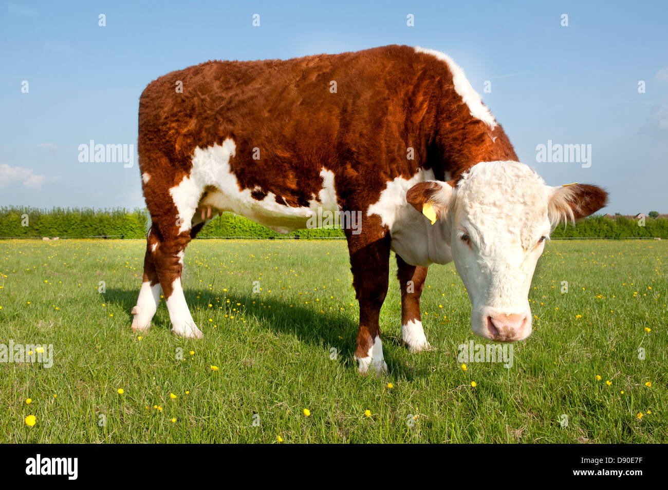 Une seule vache Hereford dans un champ d'herbe et renoncules Banque D'Images