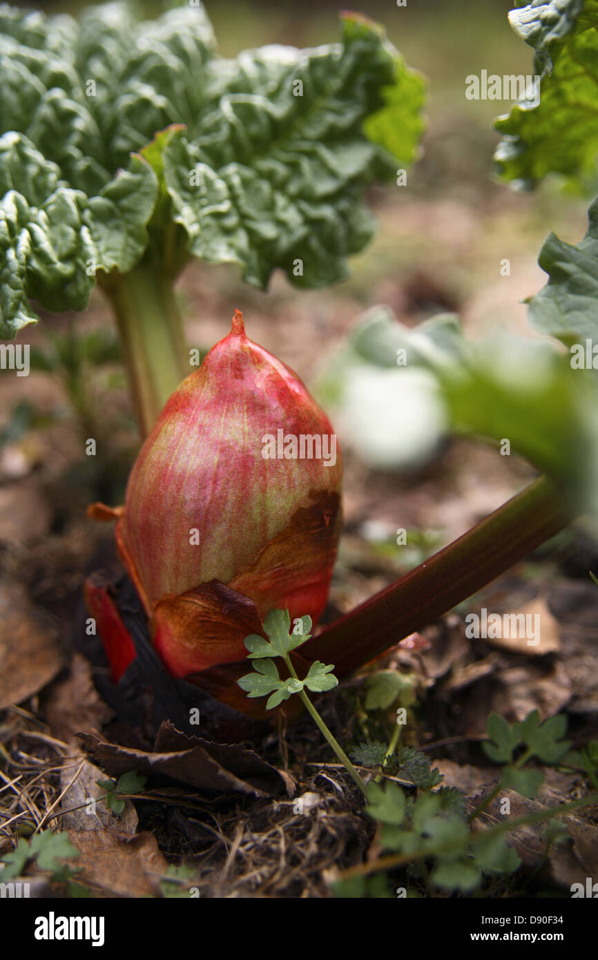 La rhubarbe, close-up, Norrbotten, Suède. Banque D'Images