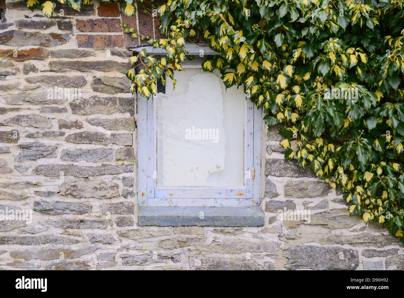 Dans la fenêtre tapissés d'un mur de pierre partiellement obscurcis par des lierres panachées, Pays de Galles, Royaume-Uni. Banque D'Images