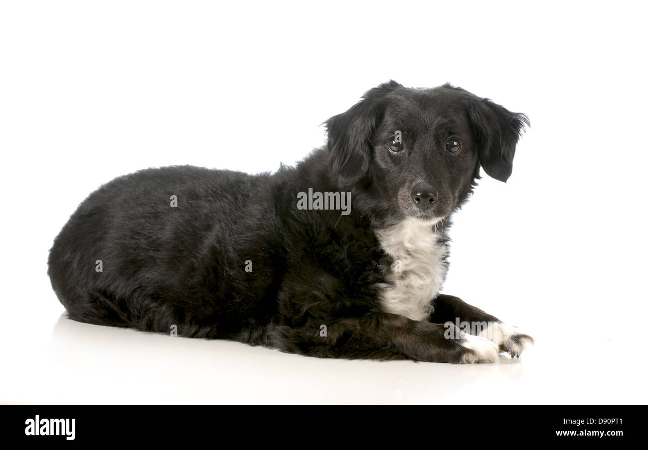Mixed breed dog fixant à la visionneuse à isolé sur fond blanc Banque D'Images