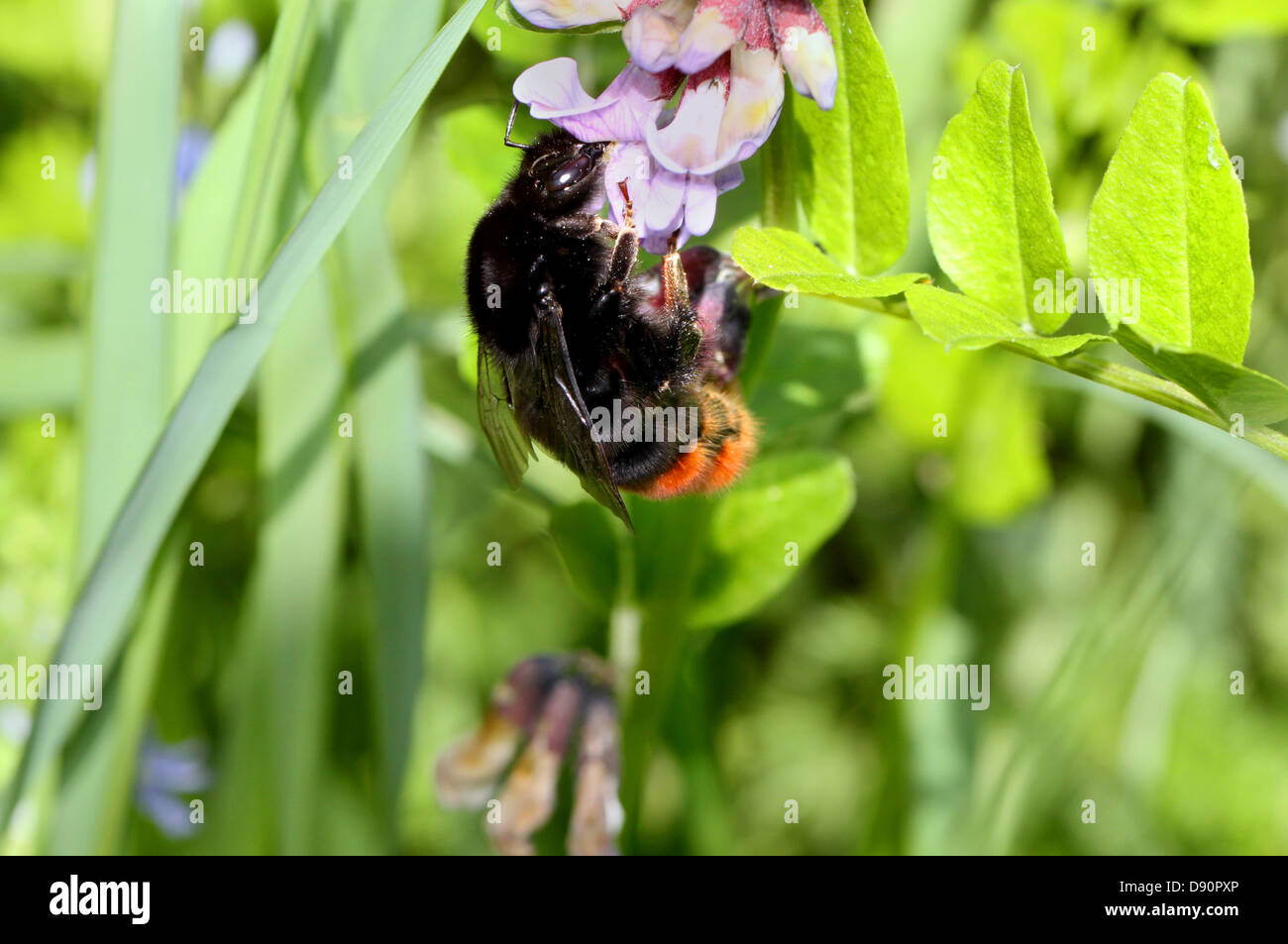 Bumblebee assis sur une fleur parmi l'herbe verte Banque D'Images