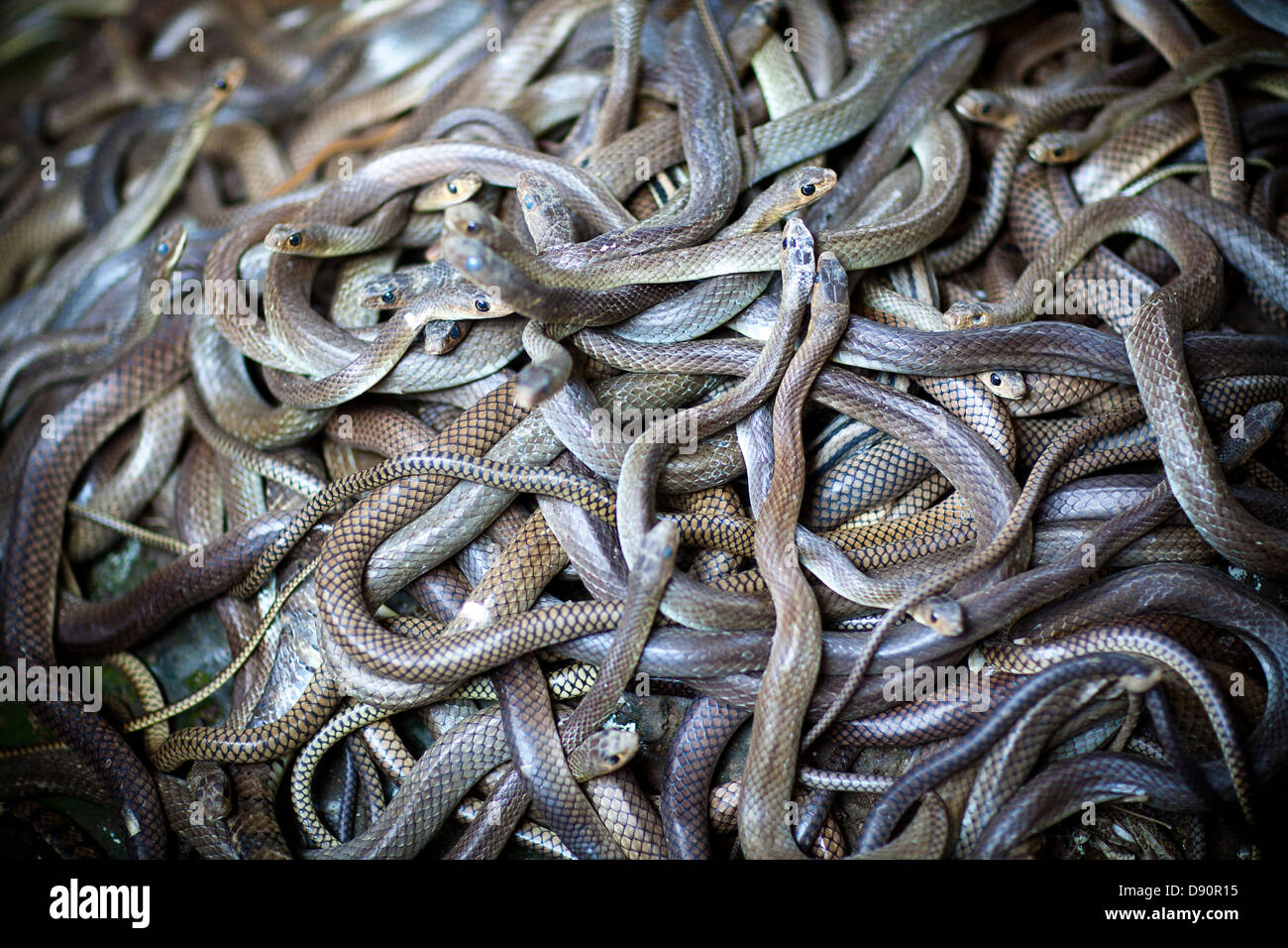 Vue de la fosse des serpents Banque D'Images