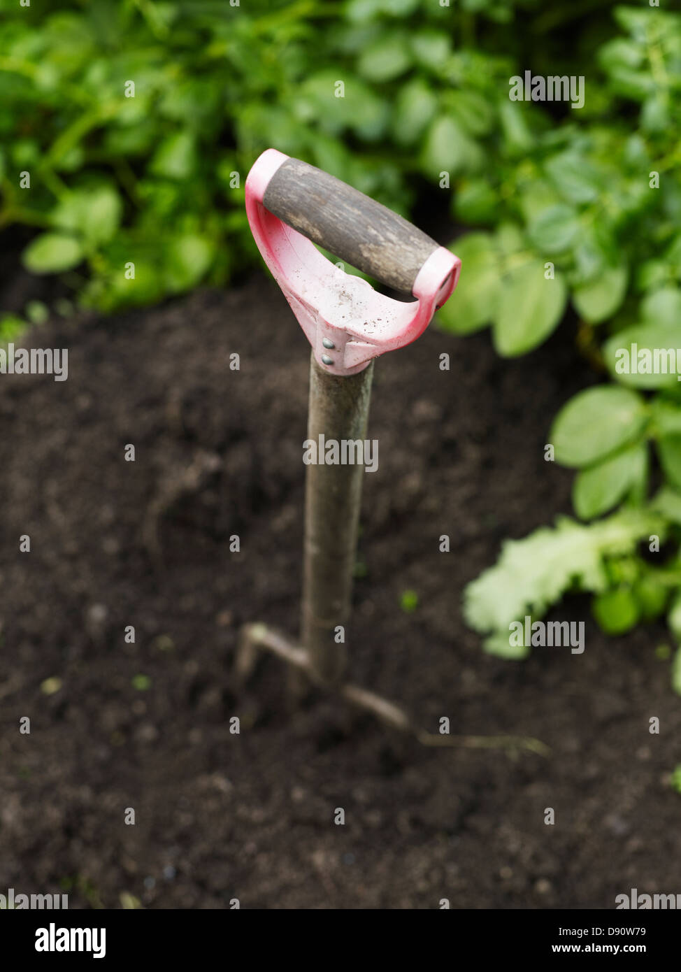 Chat coincé dans le sol noir Banque D'Images