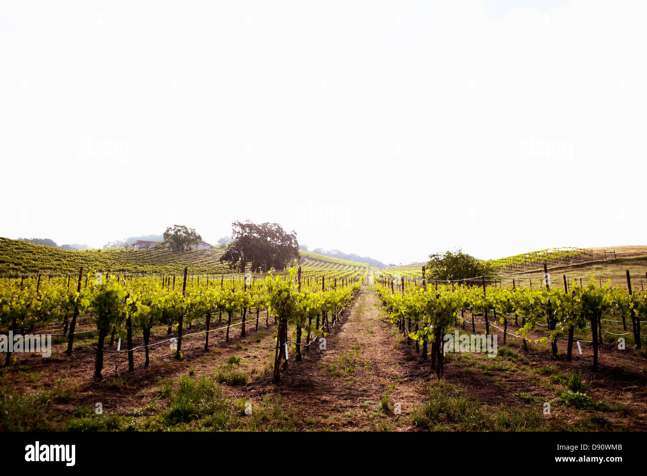 Vue sur Californian Vineyard, Napa Valley Banque D'Images