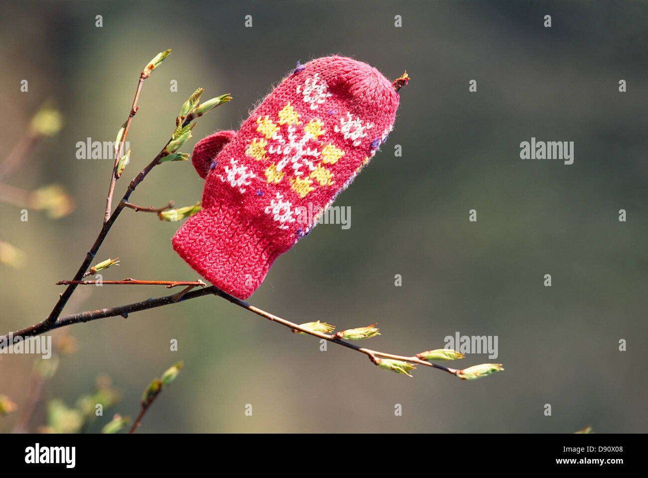 Chaussette en laine sur branch Banque D'Images