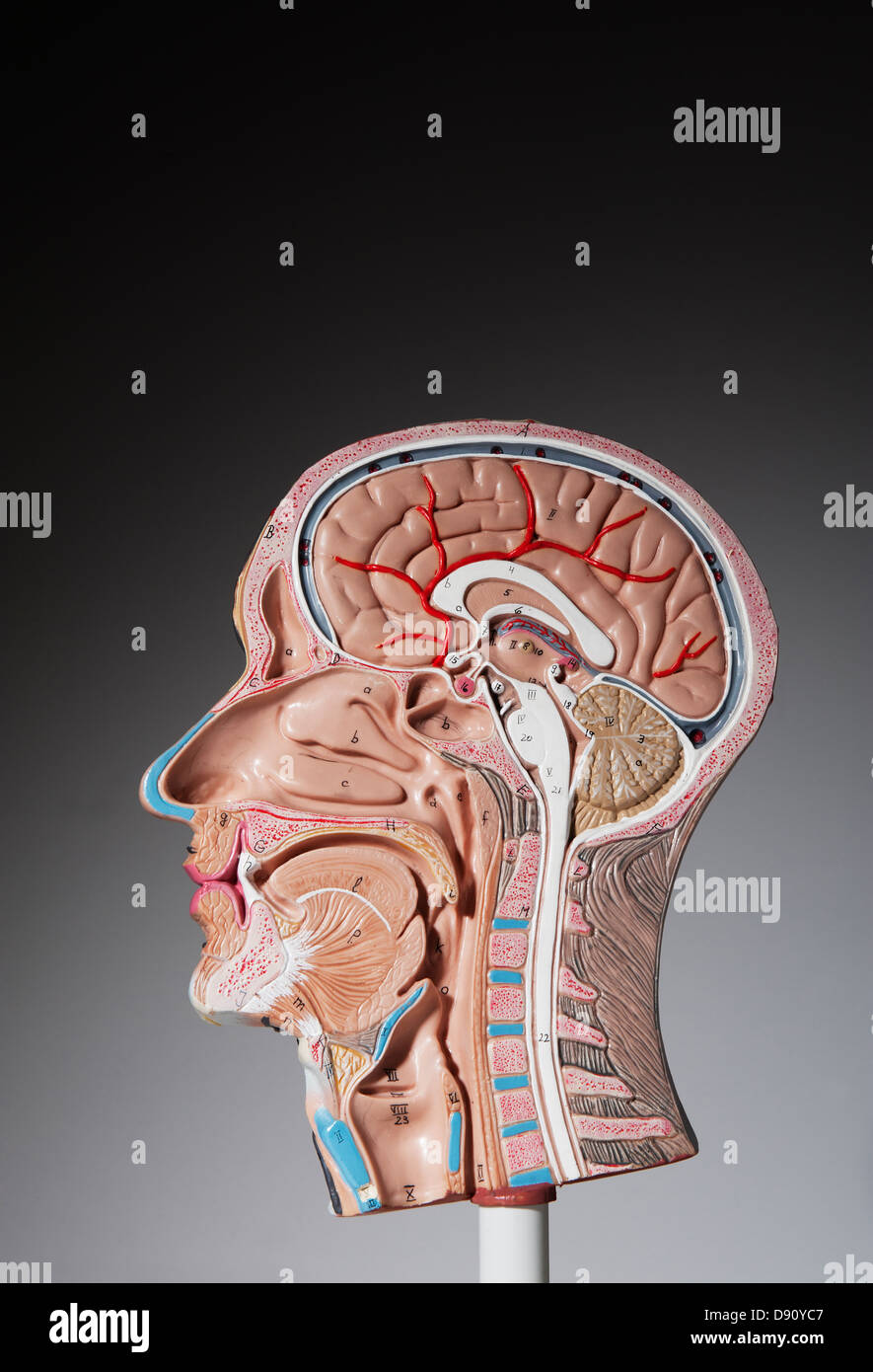 Modèle anatomique de la tête humaine Banque D'Images