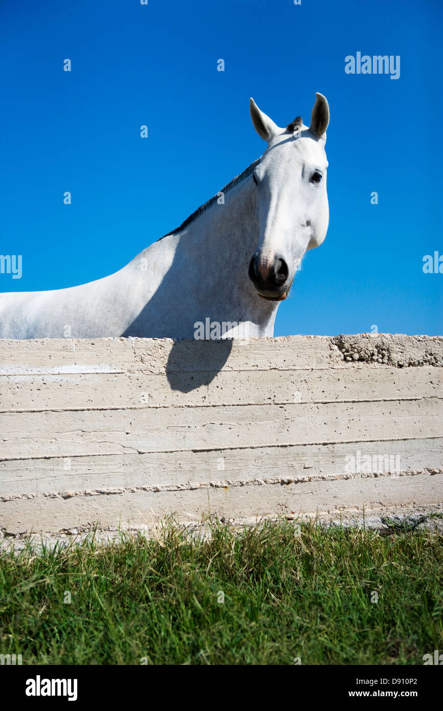 Un cheval derrière un mur, la Grèce. Banque D'Images Un cheval derrière un mur, la Grèce. Banque D'Images