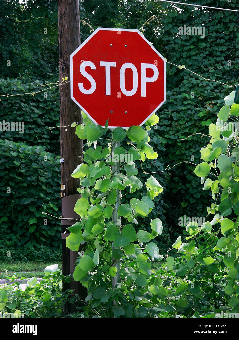 Kudzu vine entwines envahissantes un panneau d'arrêt et la rue adjacente sign in High Springs, en Floride. Banque D'Images