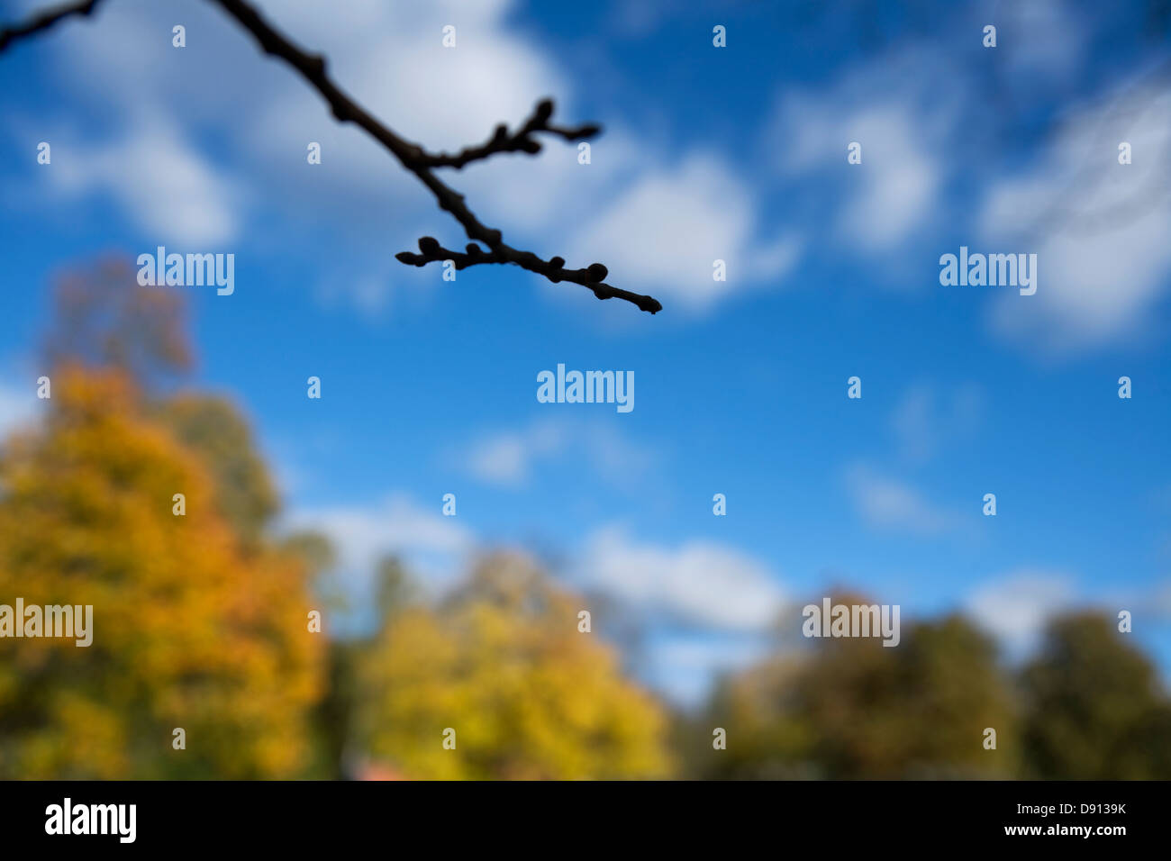 Une branche sur un arbre d'un jour d'automne, la Suède. Banque D'Images
