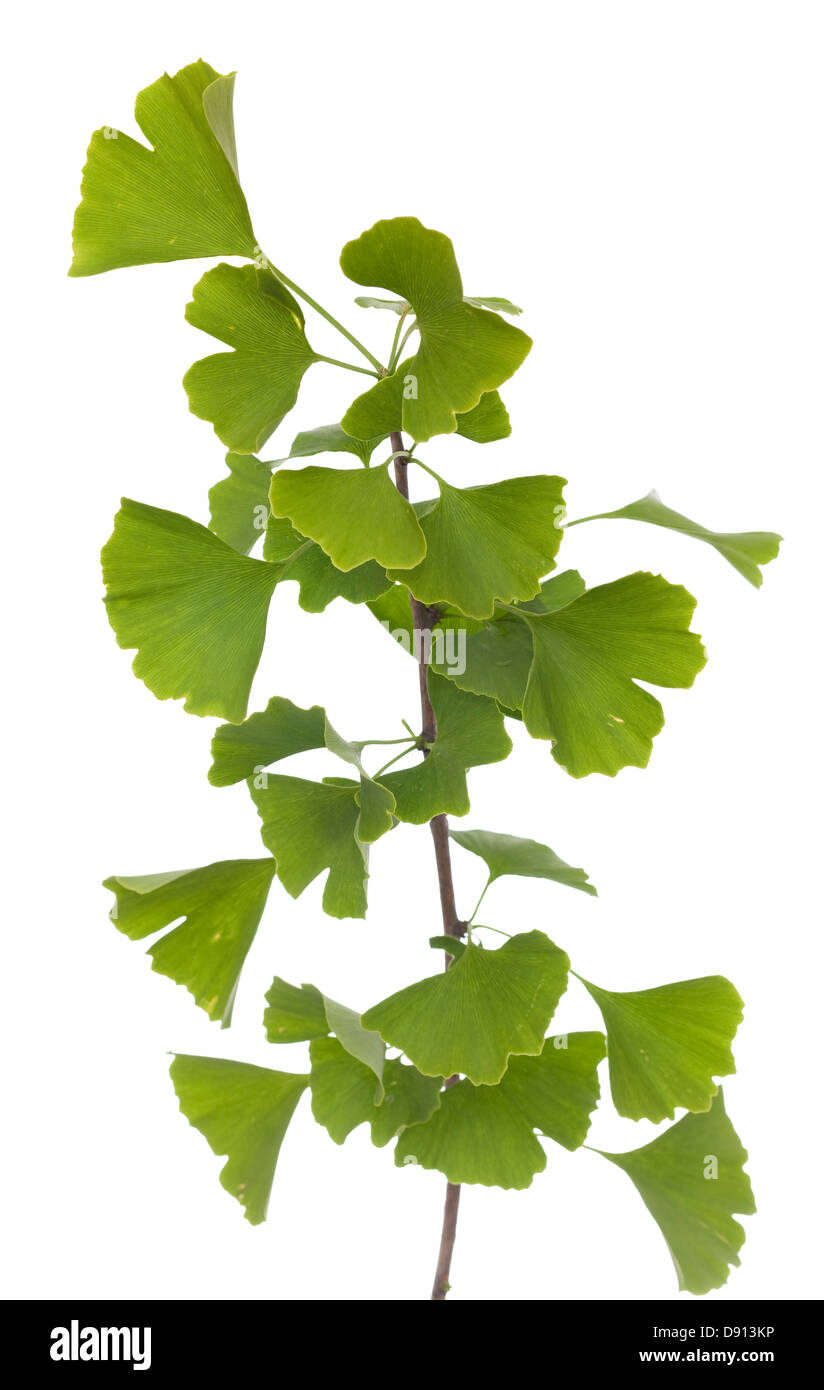 La direction générale des jeunes (Ginkgo biloba) sur fond blanc Banque D'Images