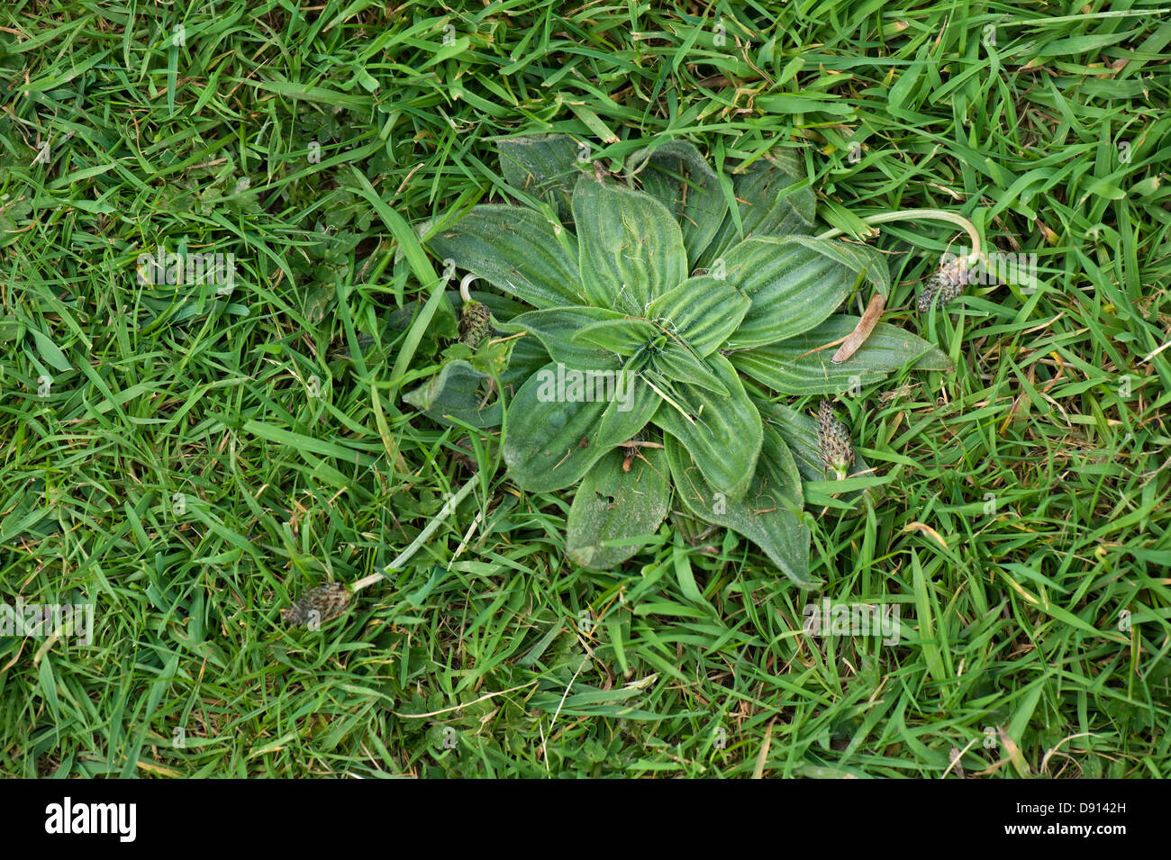 Hoary plantain, Plantago media, une mauvaise herbe dans l'herbe à gazon Banque D'Images